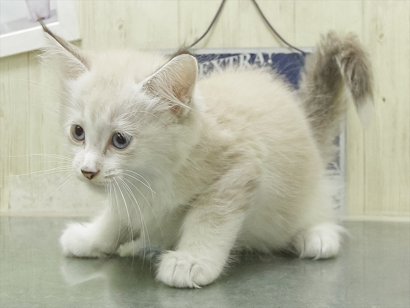 ミックス猫 - 広島LECT店 | ペッツワン